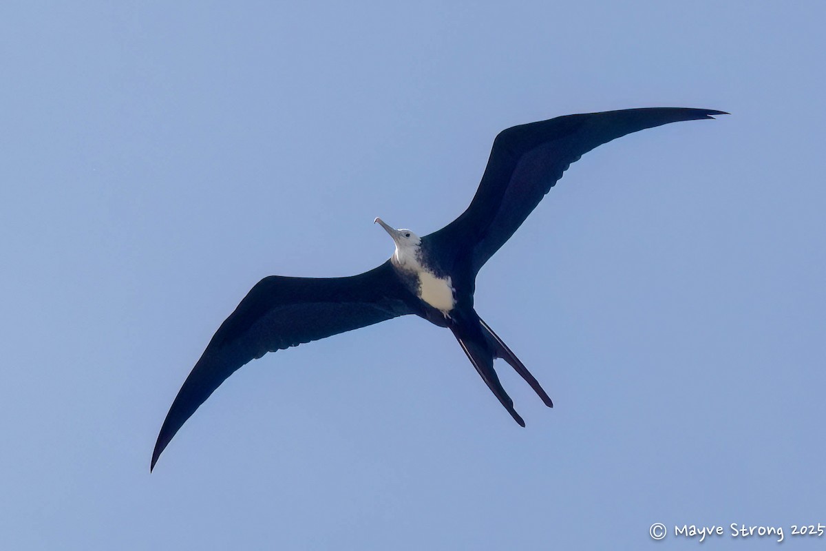 Magnificent Frigatebird - ML642690024