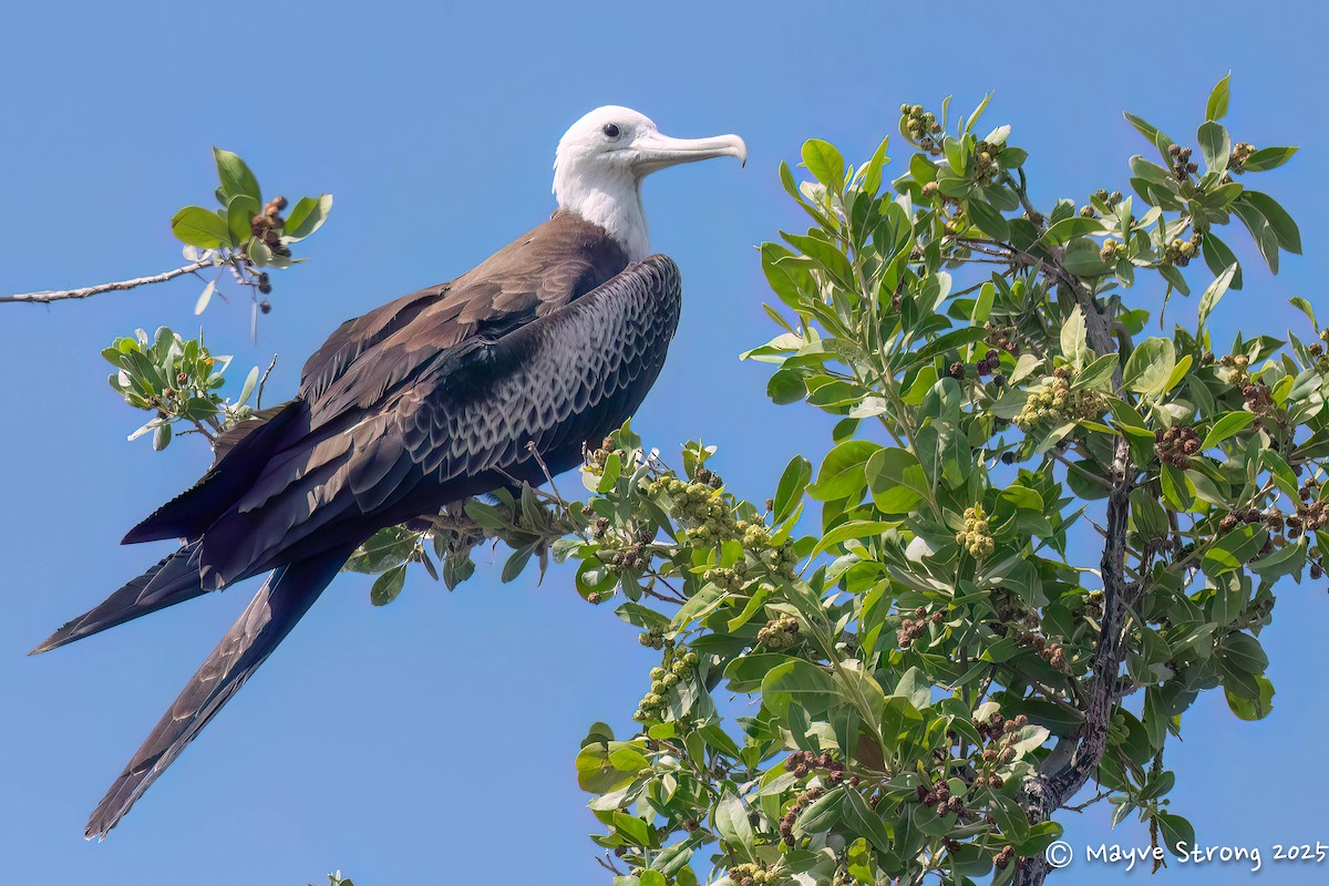 Magnificent Frigatebird - ML642690025