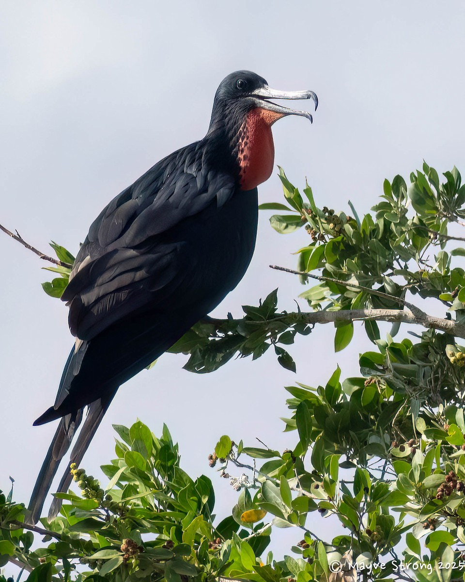Magnificent Frigatebird - ML642690026