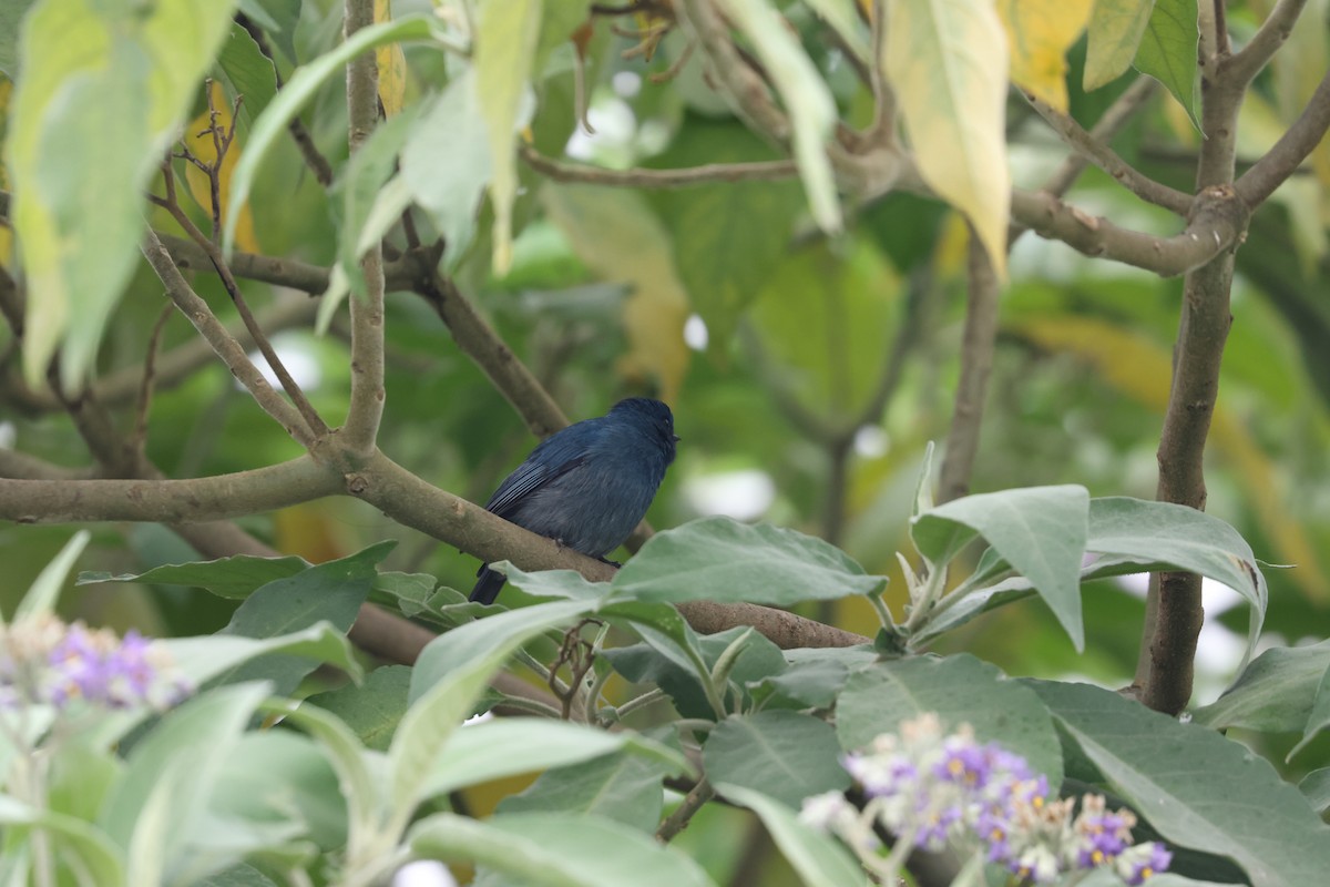 Nilgiri Flycatcher - ML642690029