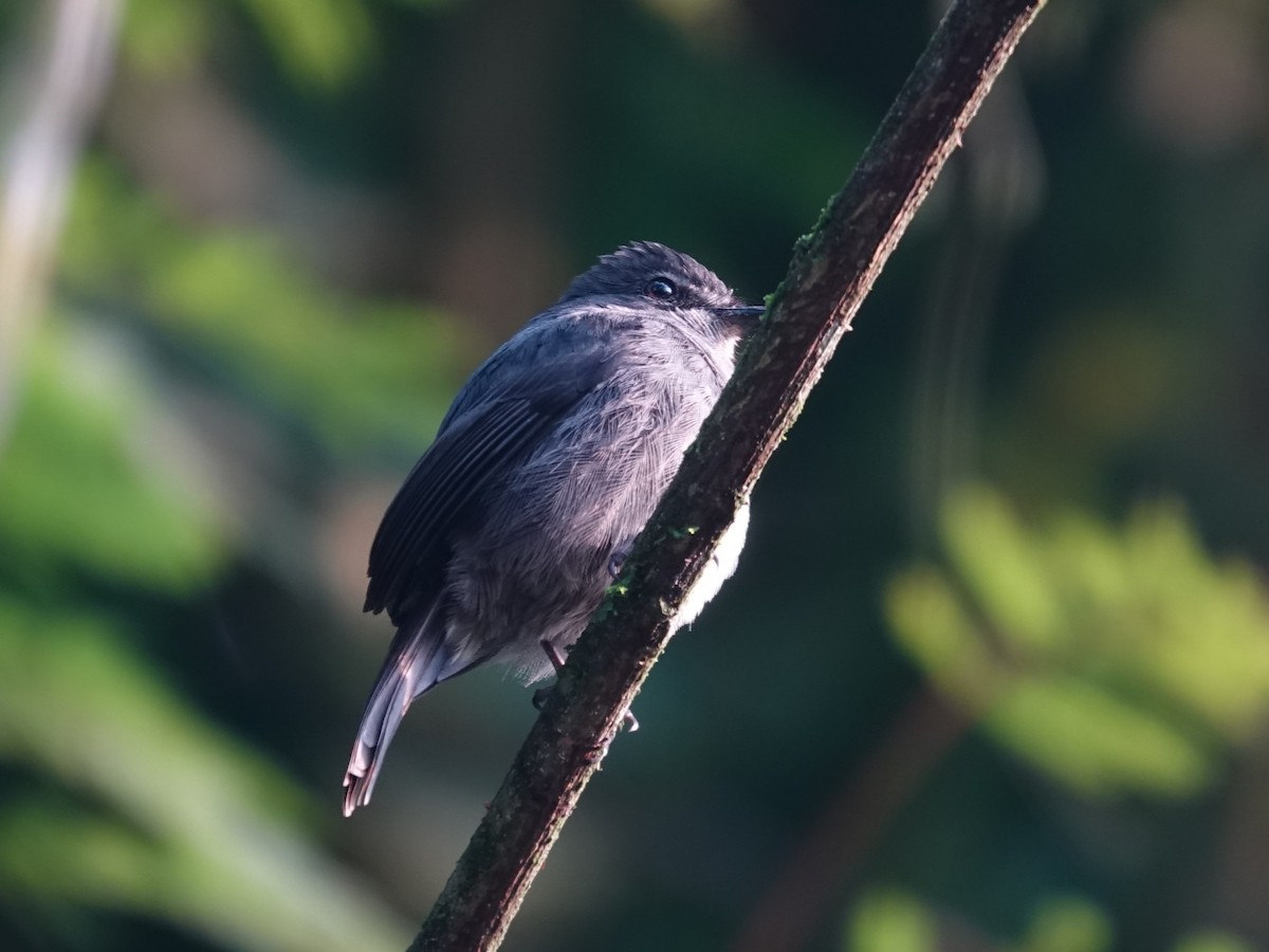 Dusky-blue Flycatcher - ML642690046