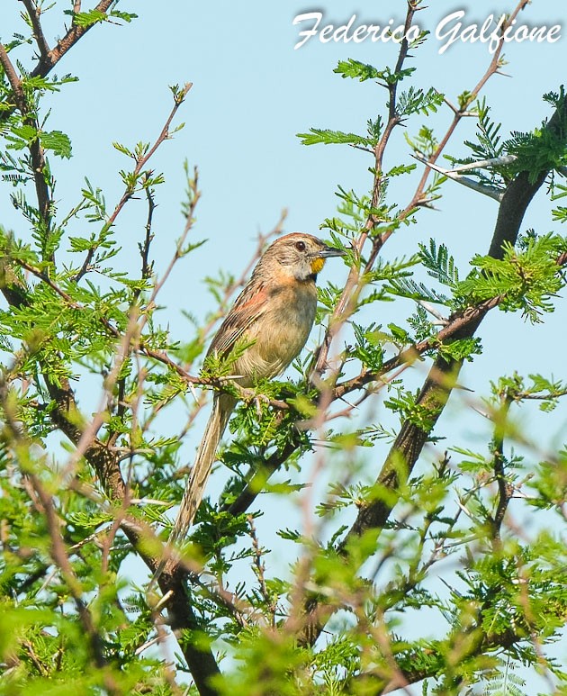 Chotoy Spinetail - ML642690048