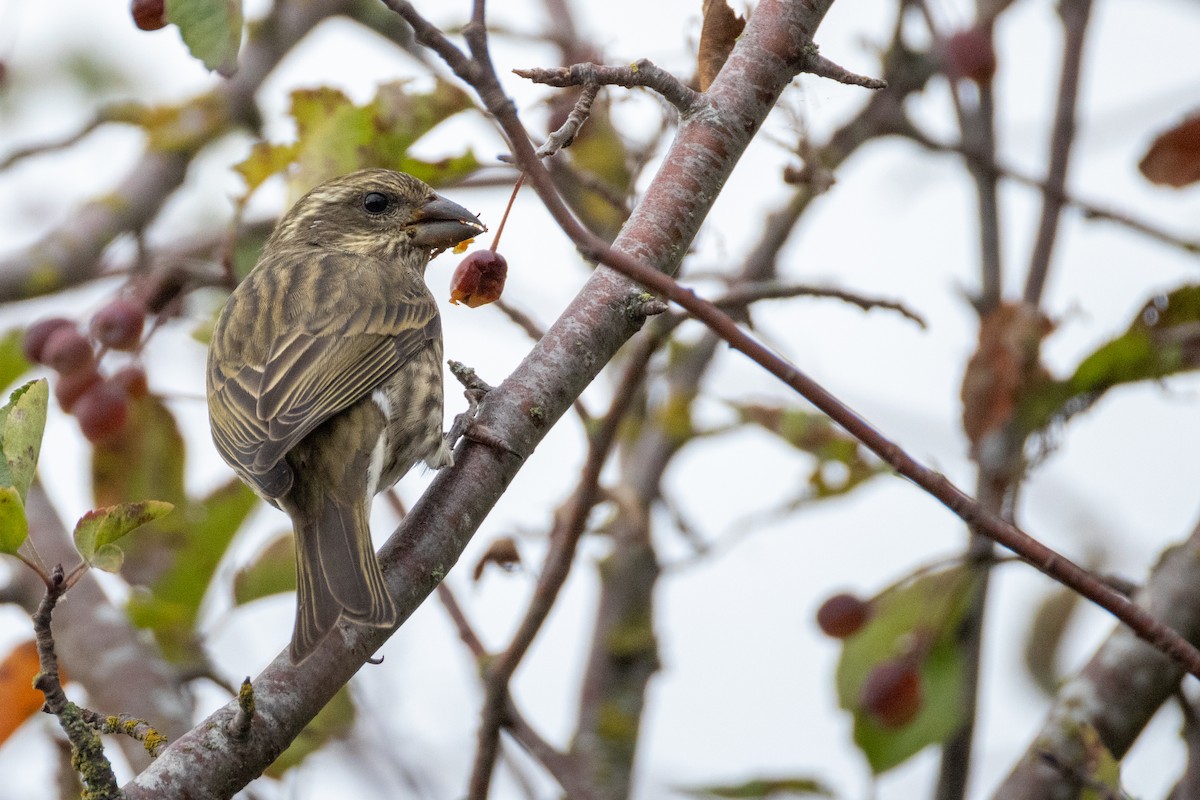 Purple Finch - ML642690052