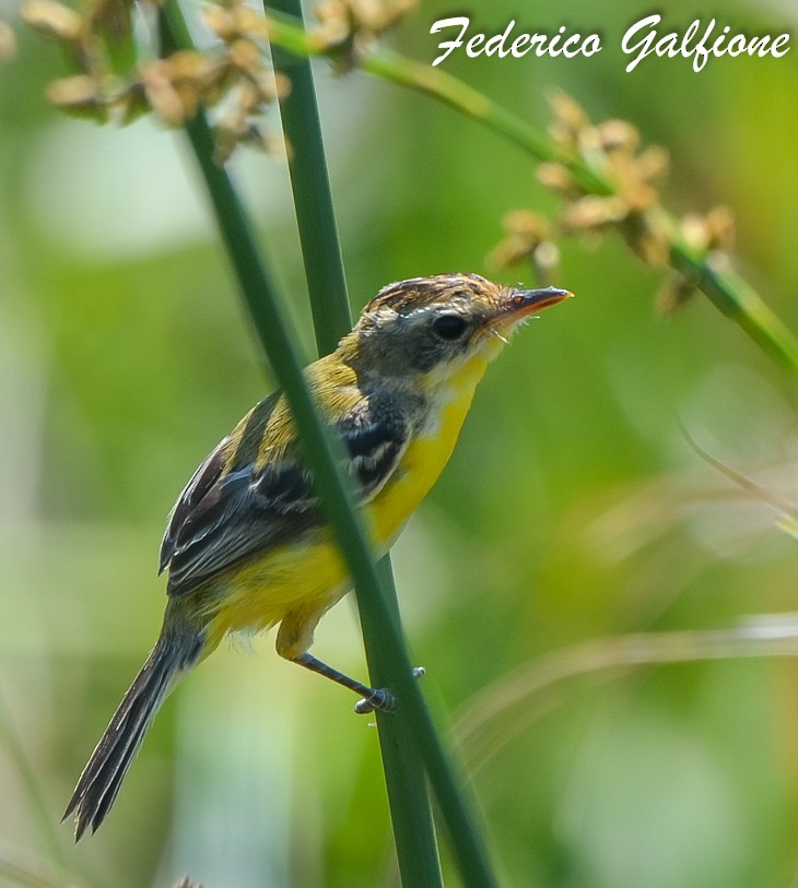 Crested Doradito - ML642690060