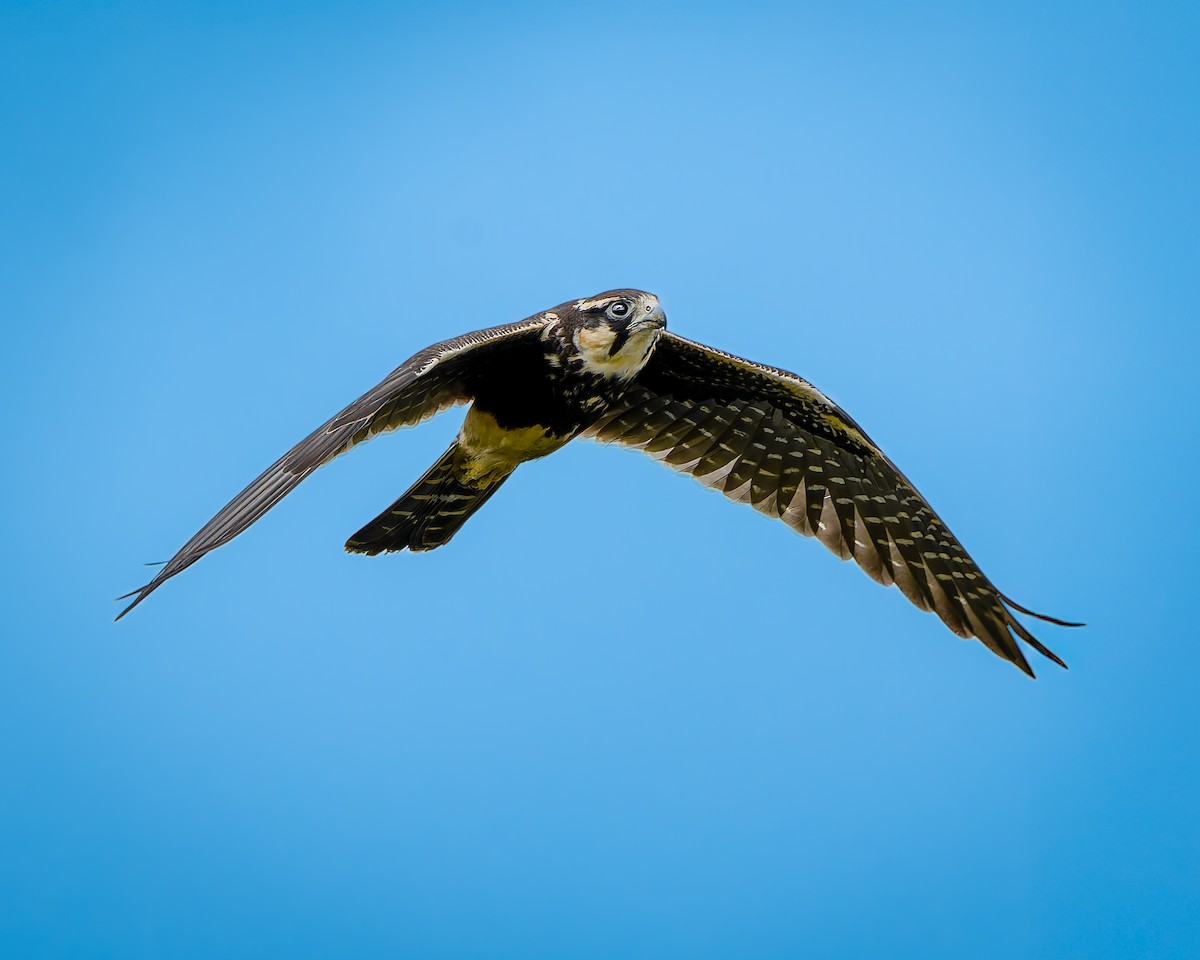 Aplomado Falcon - ML642690065