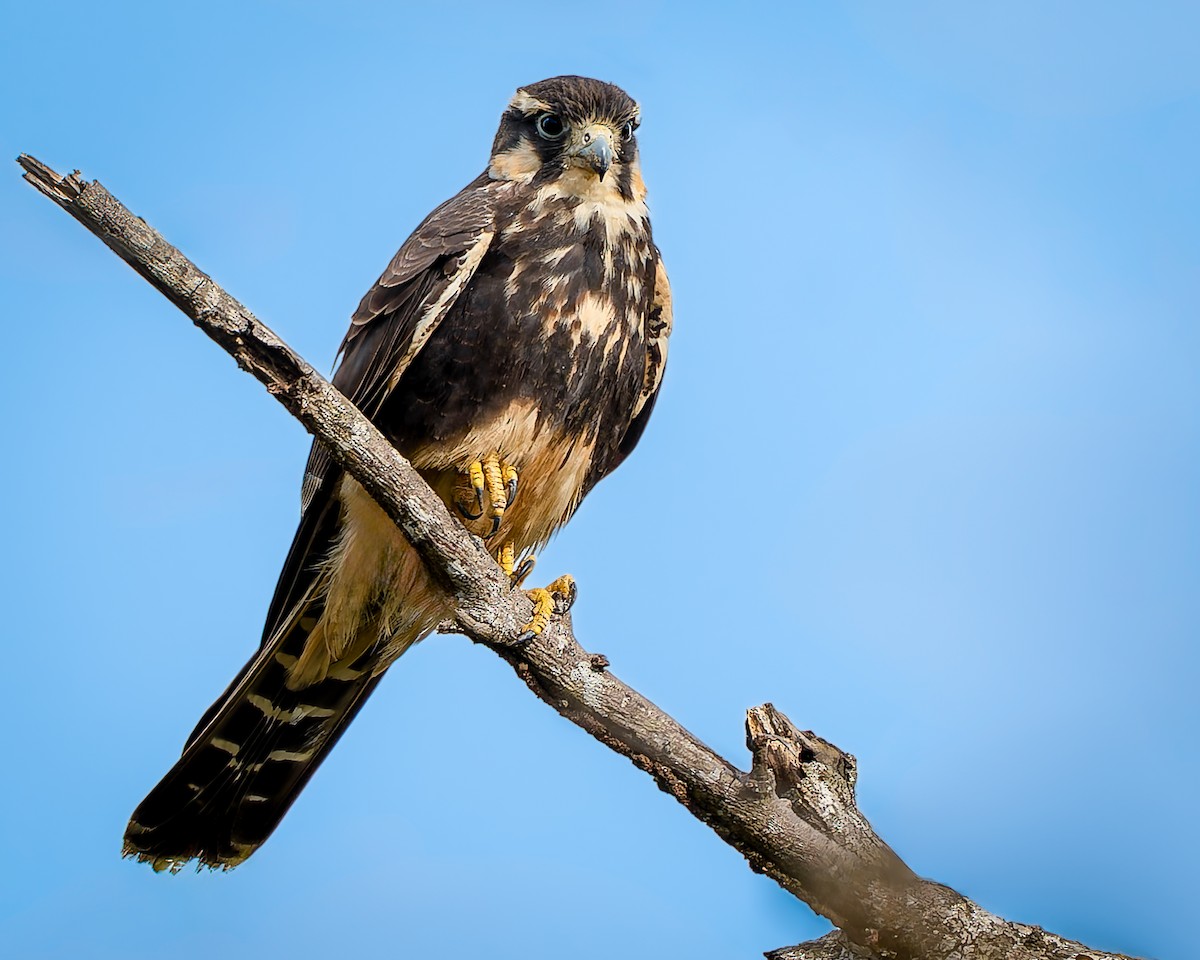Aplomado Falcon - ML642690071