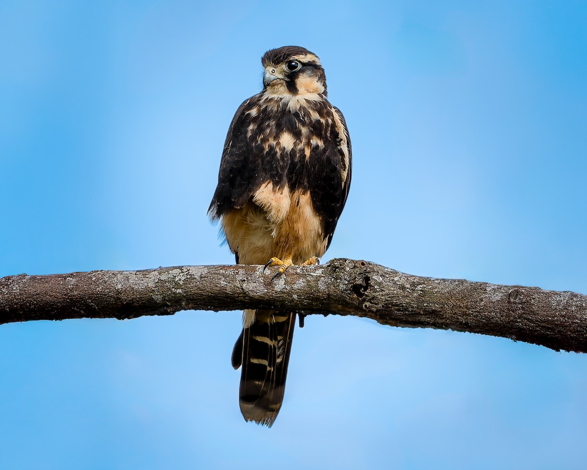 Aplomado Falcon - ML642690073