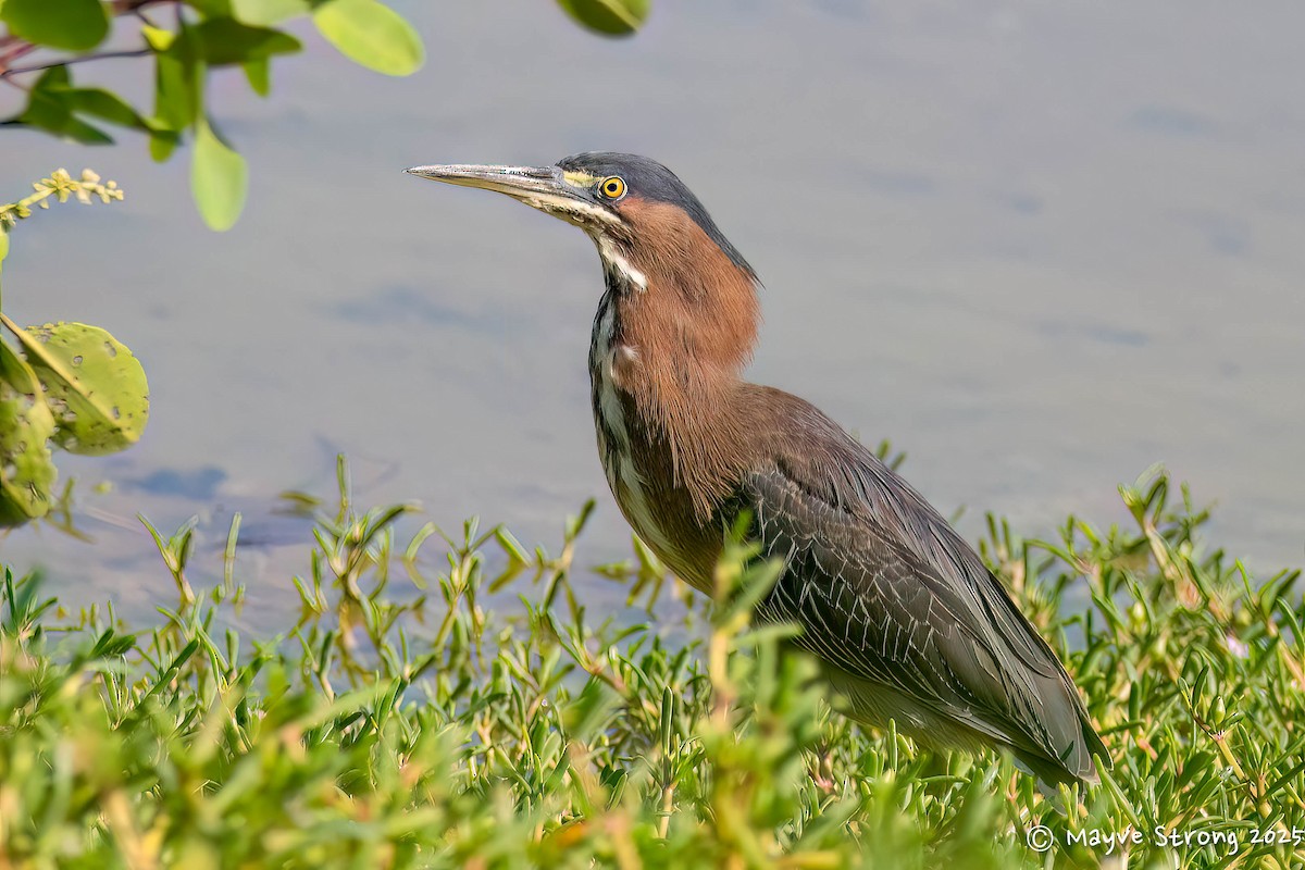 Green Heron - ML642690082