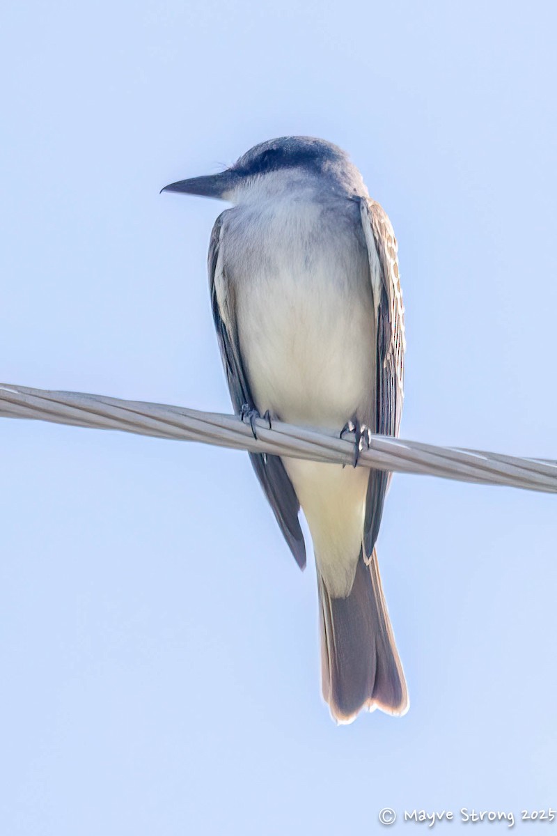 Gray Kingbird - ML642690092