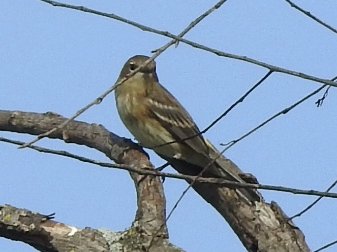 Yellow-rumped Warbler - ML642690109