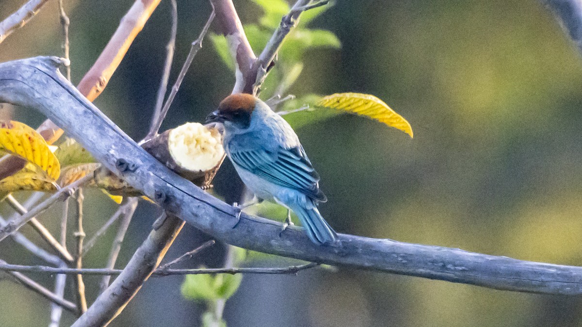 Scrub Tanager - ML642690111