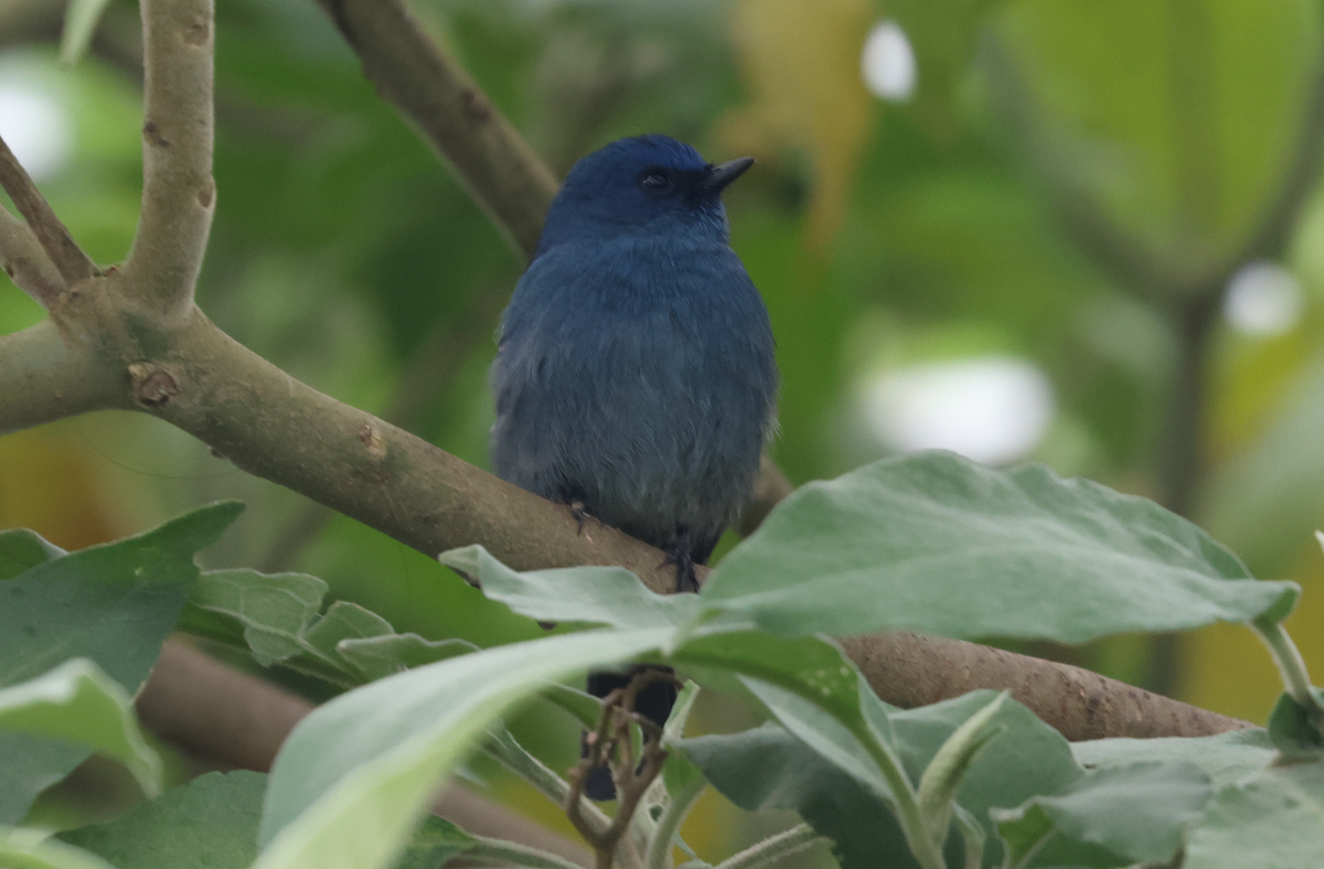 Nilgiri Flycatcher - ML642690118