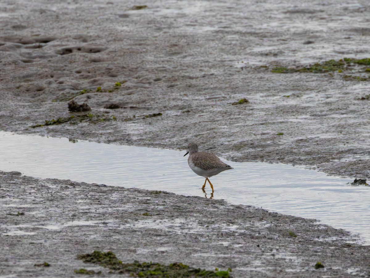 Greater Yellowlegs - ML642690119