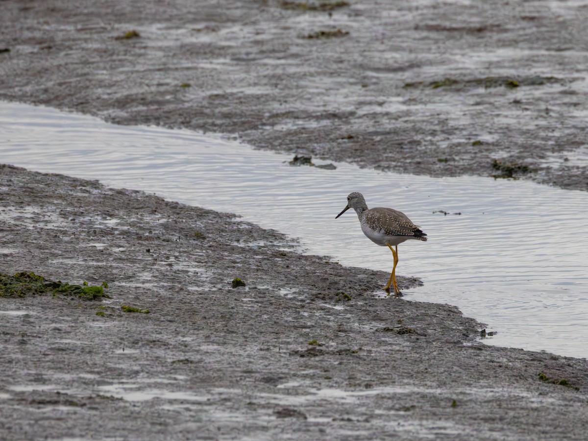 Greater Yellowlegs - ML642690120
