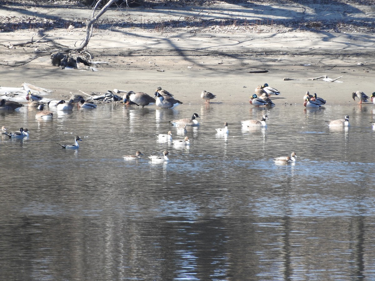 Northern Pintail - ML642690123