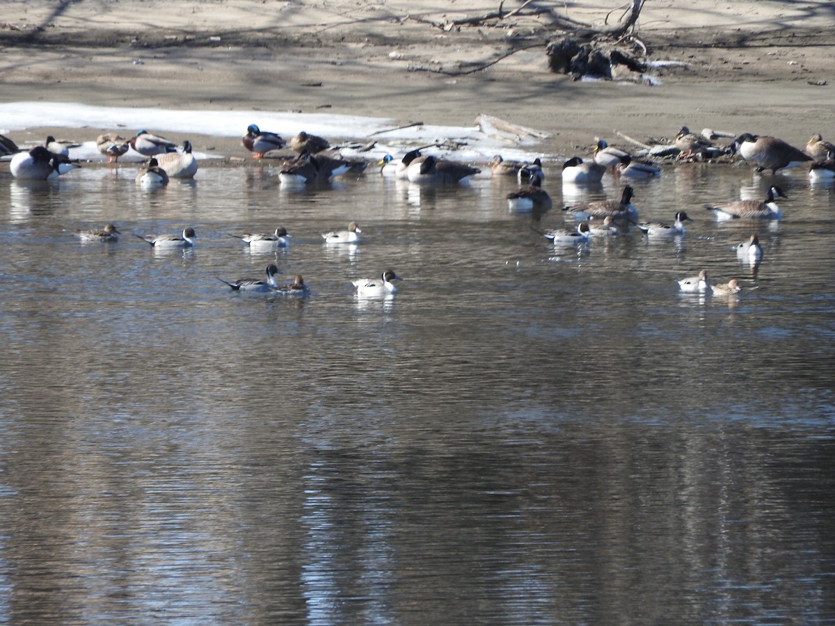 Northern Pintail - ML642690124