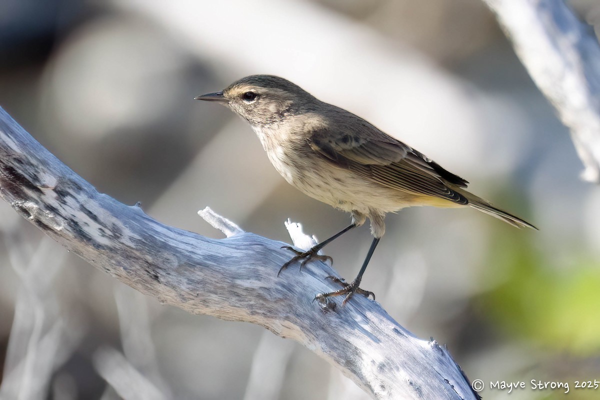Palm Warbler - ML642690128