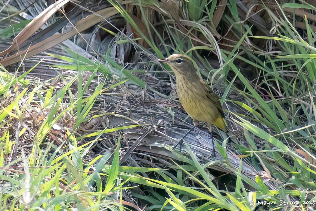 Palm Warbler - ML642690129