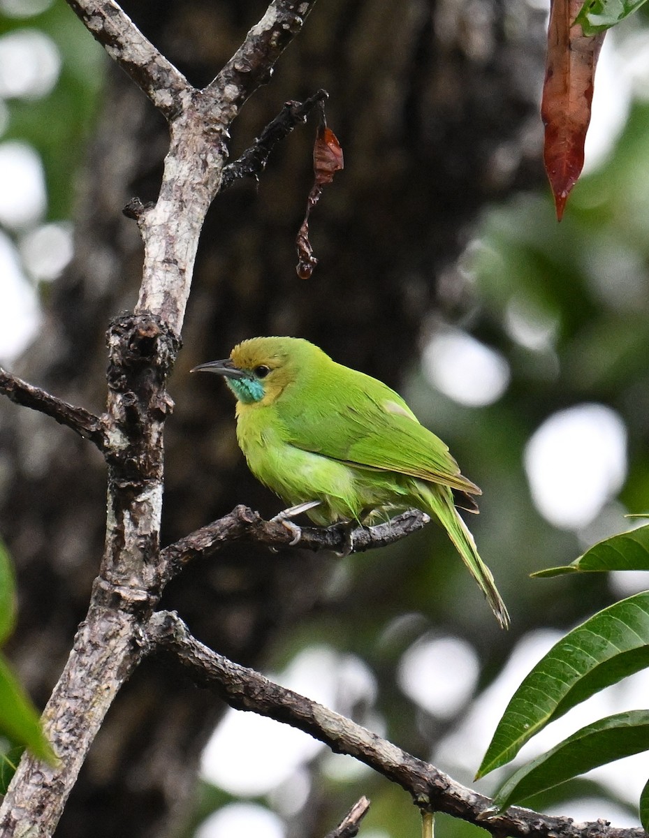 Jerdon's Leafbird - ML642690131