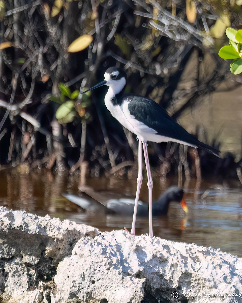 Black-necked Stilt - ML642690135