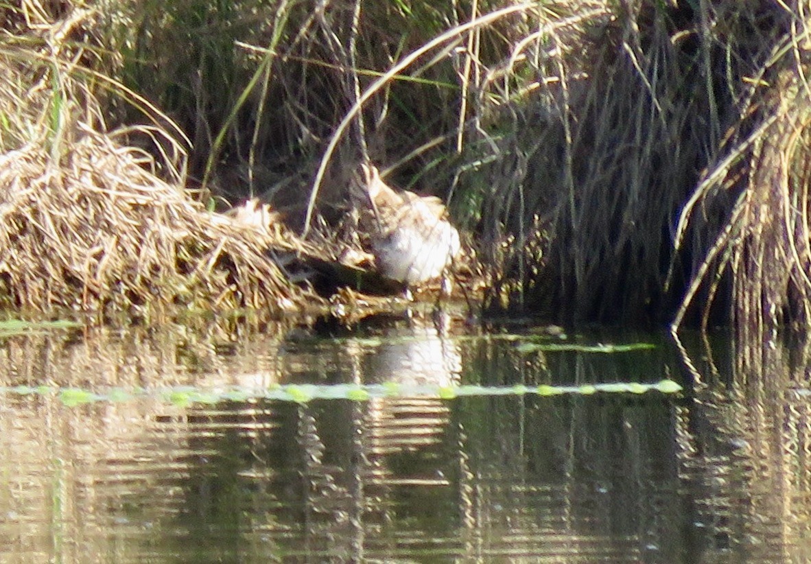 Latham's Snipe - ML642690137