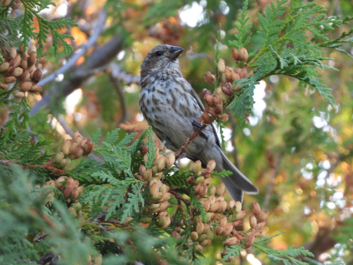 Purple Finch - ML642690153