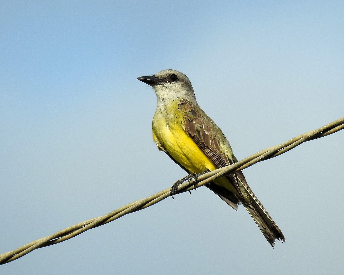Tropical Kingbird - ML642690170