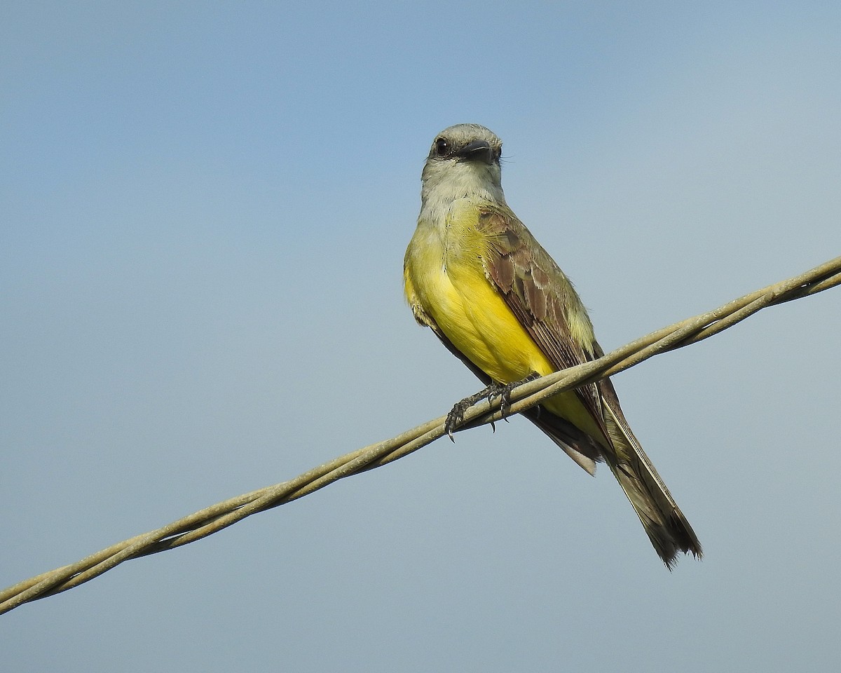 Tropical Kingbird - ML642690173