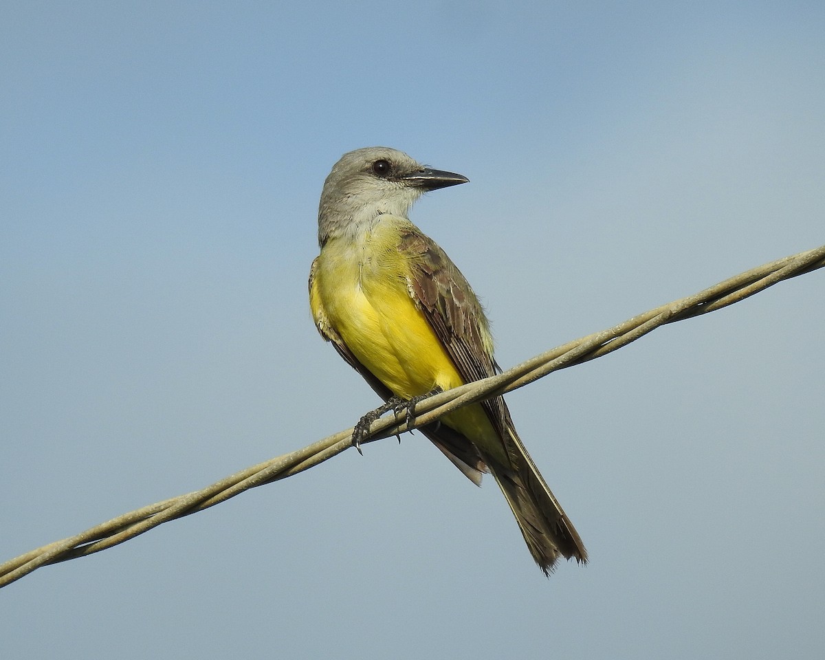 Tropical Kingbird - ML642690181