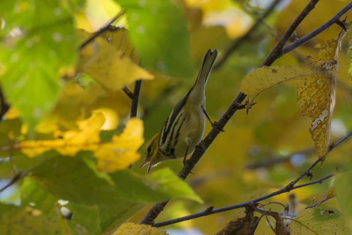 Black-throated Green Warbler - ML642690186