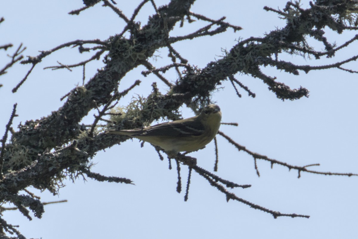 Blackpoll Warbler - ML642690203