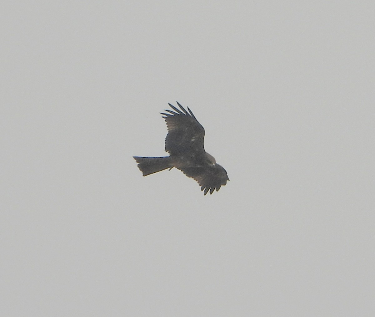 Black Kite - ML642690215
