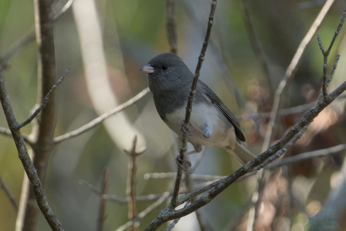 Dark-eyed Junco - ML642690216