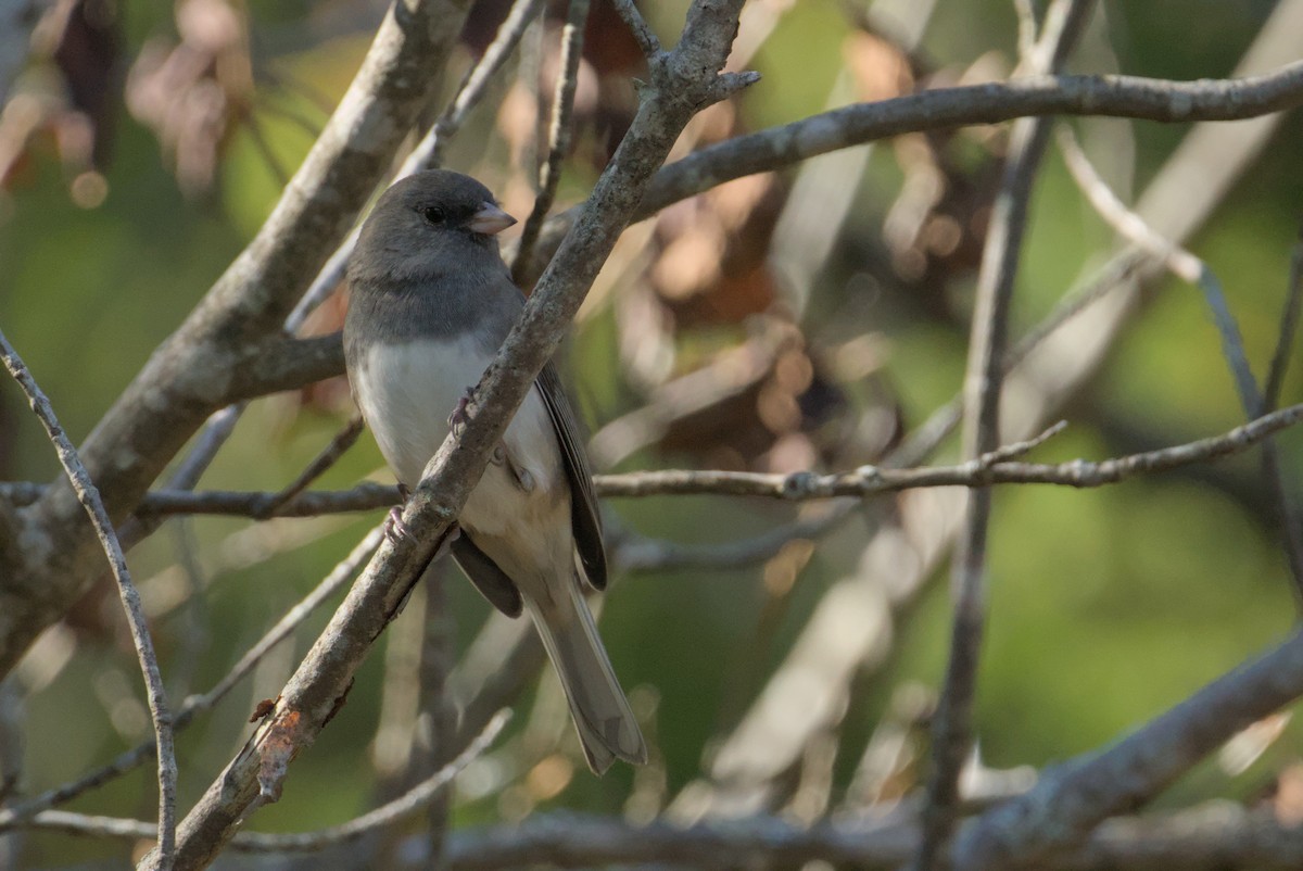 Dark-eyed Junco - ML642690217