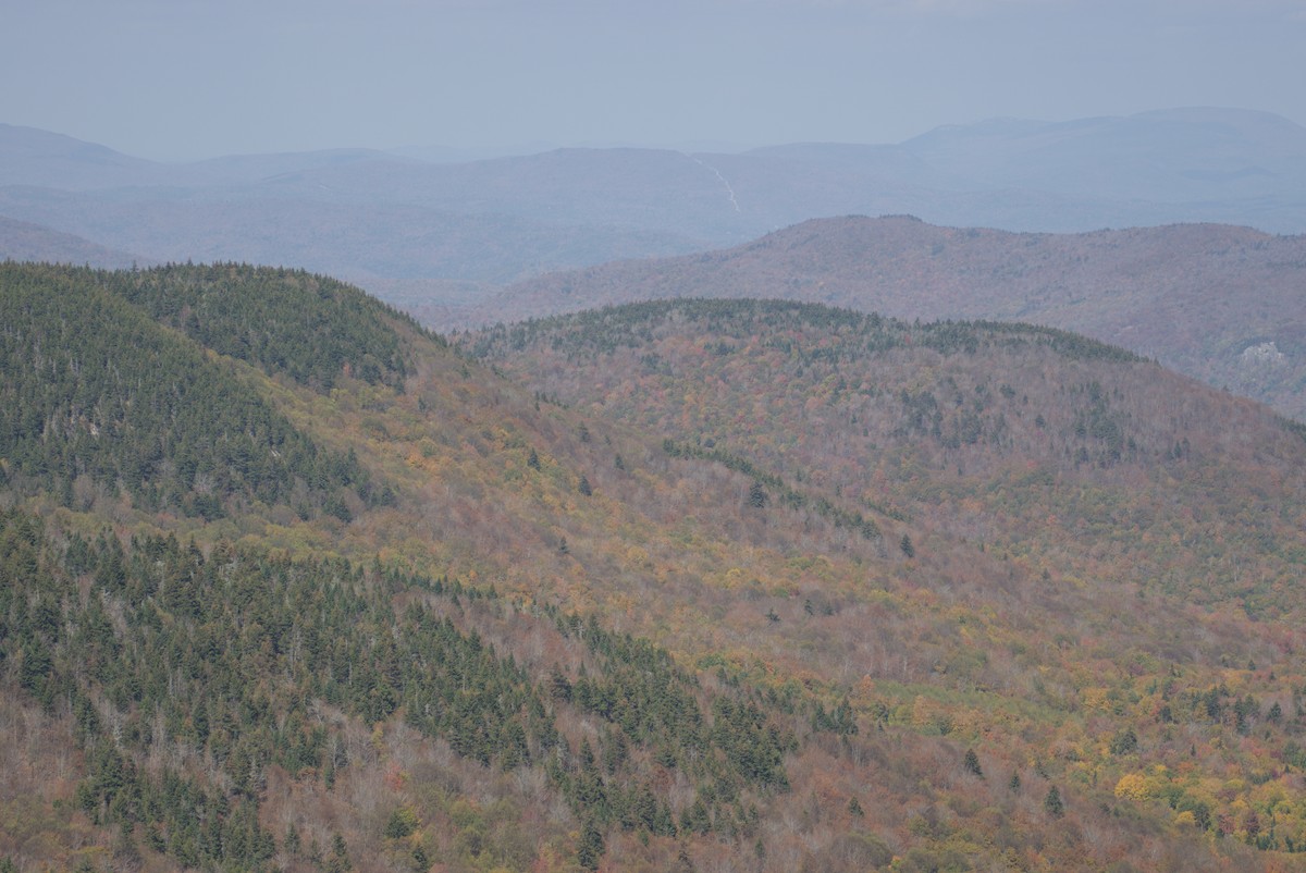 null - ML642690221