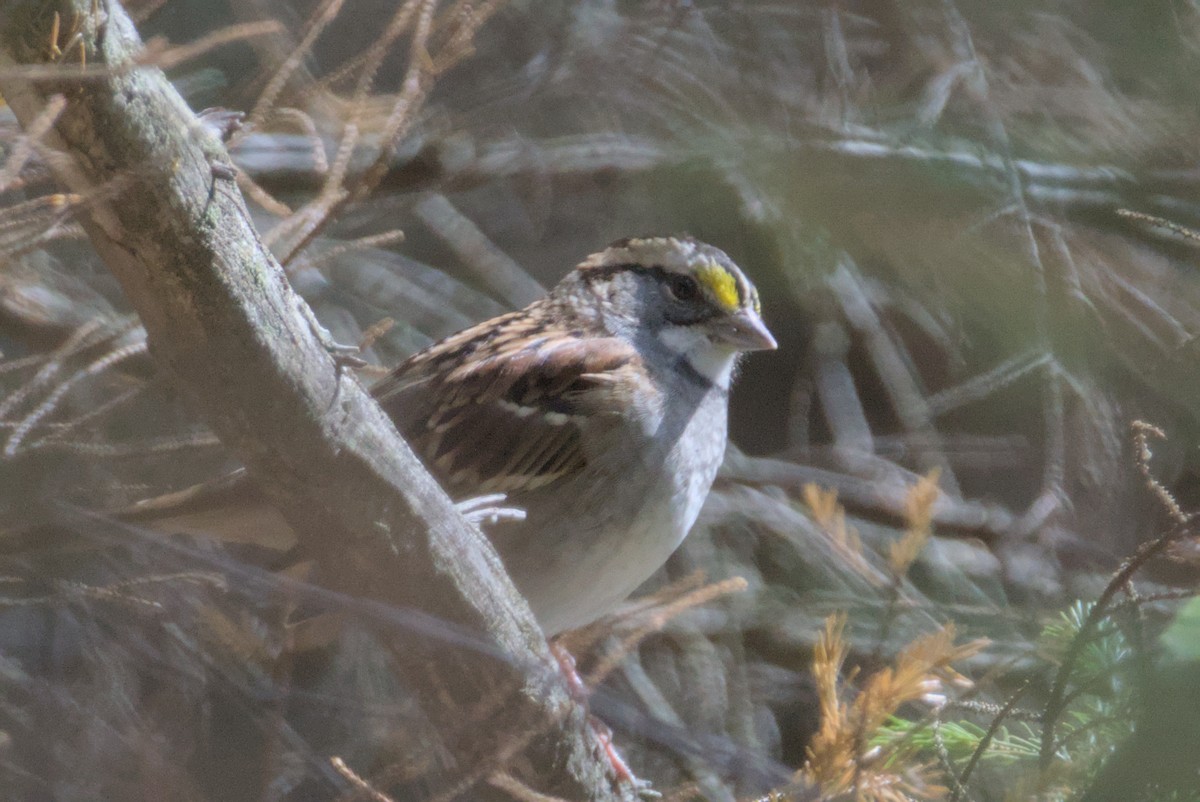 White-throated Sparrow - ML642690223