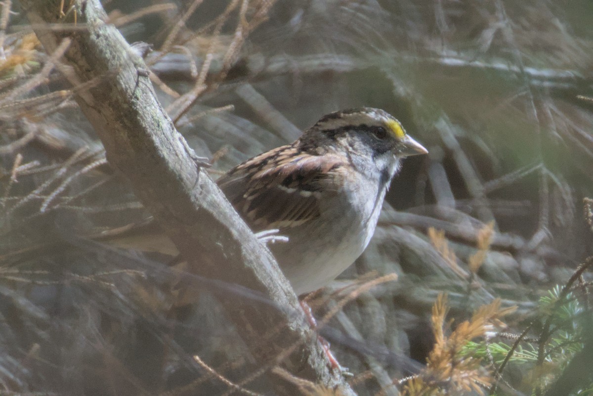 White-throated Sparrow - ML642690224