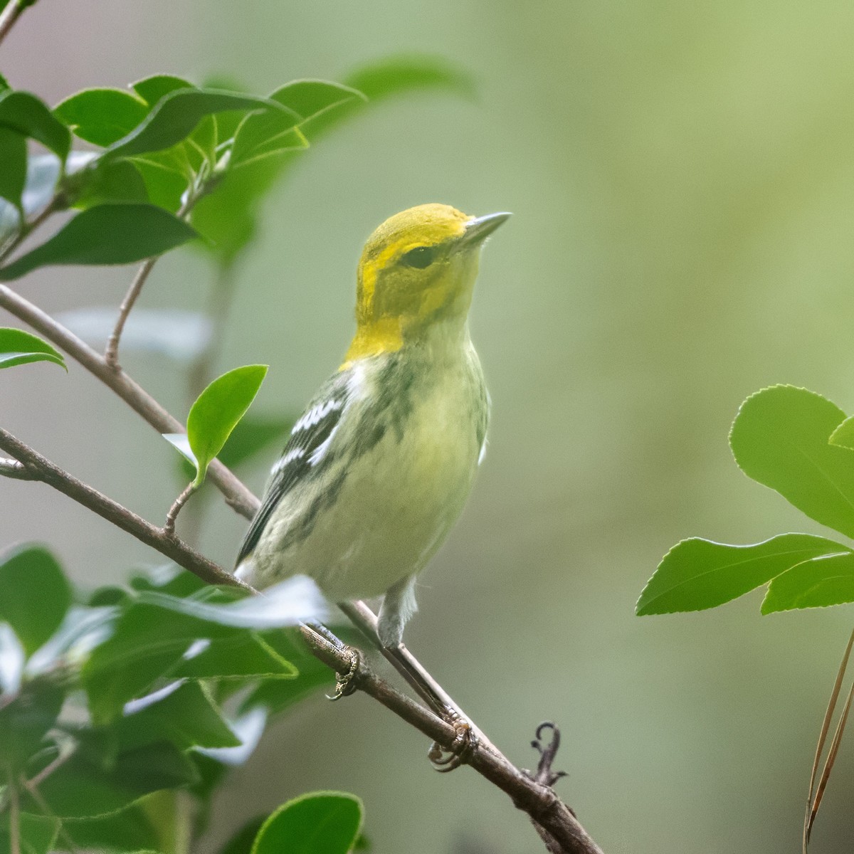 Black-throated Green Warbler - ML642690227
