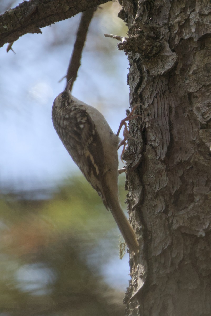 Brown Creeper - ML642690231