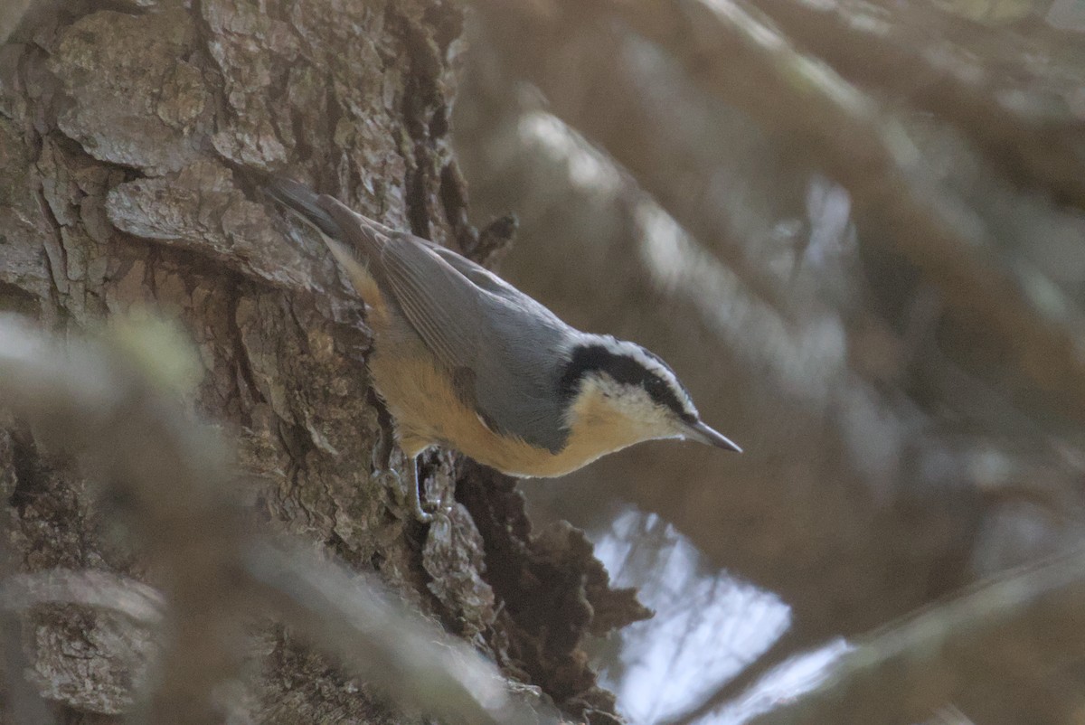 Red-breasted Nuthatch - ML642690234