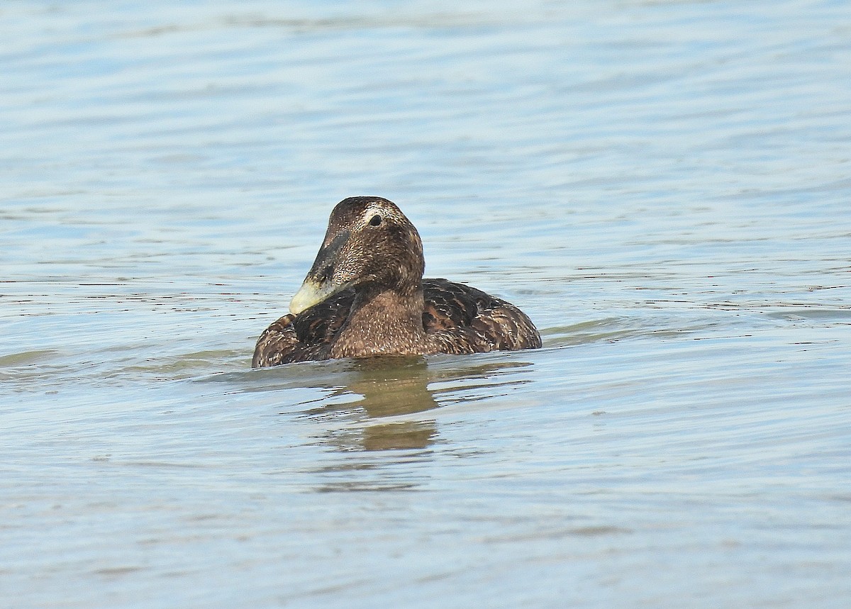 Common Eider - ML642690236