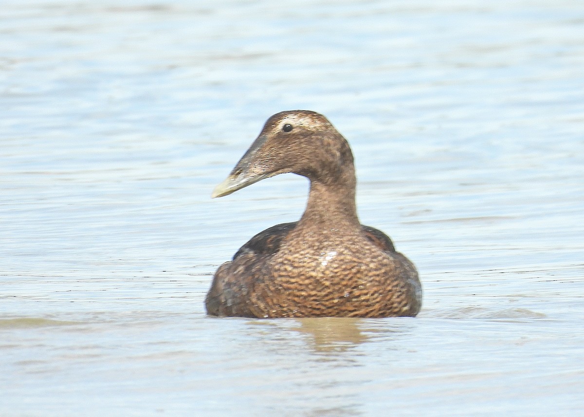 Common Eider - ML642690237