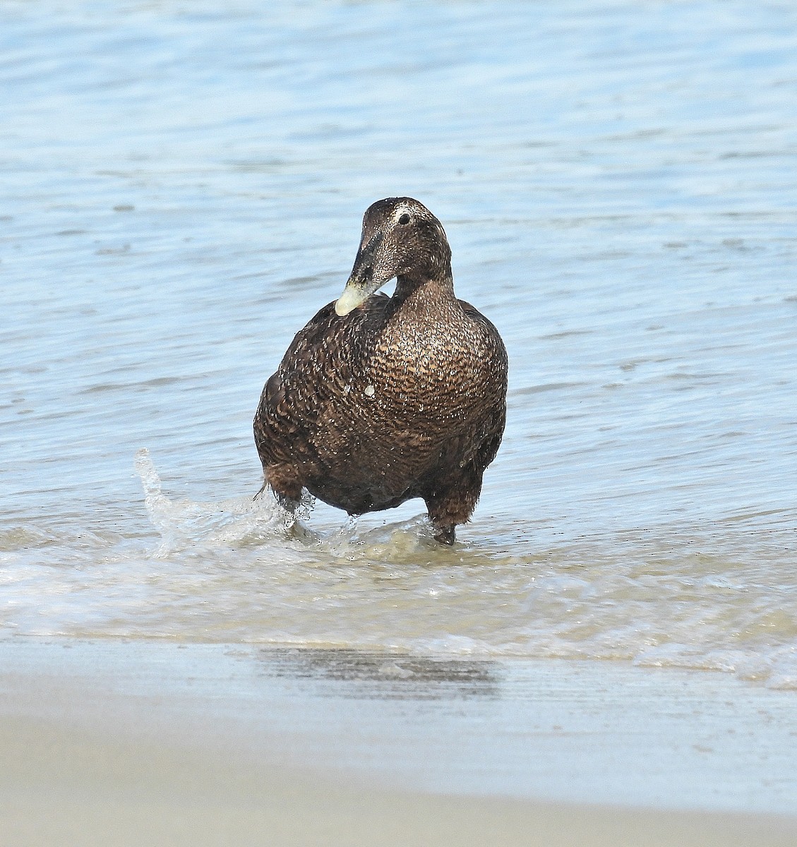 Common Eider - ML642690238