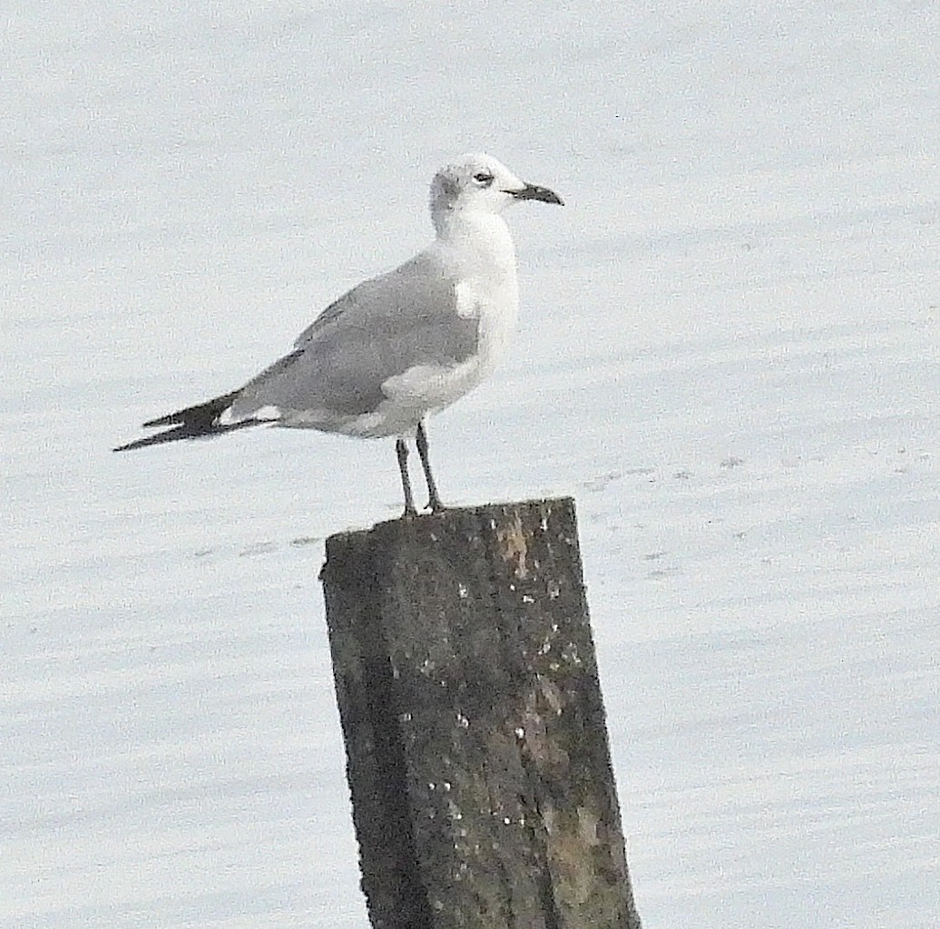 racek karibský - ML642690246