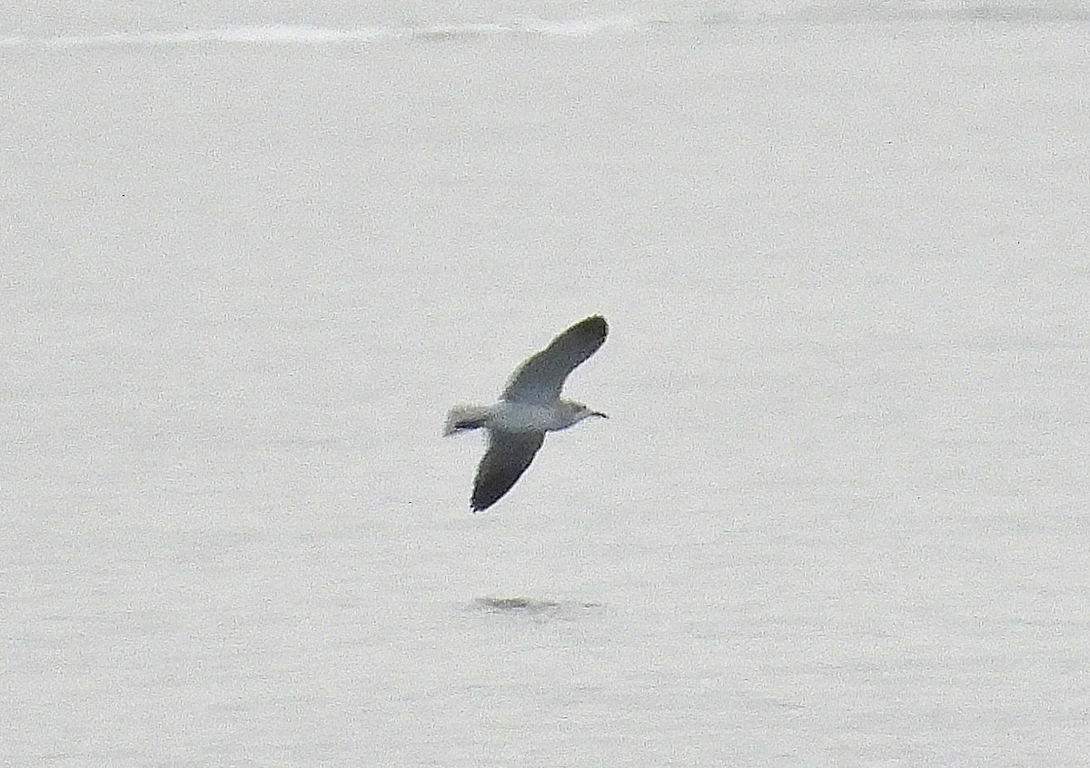 racek karibský - ML642690247