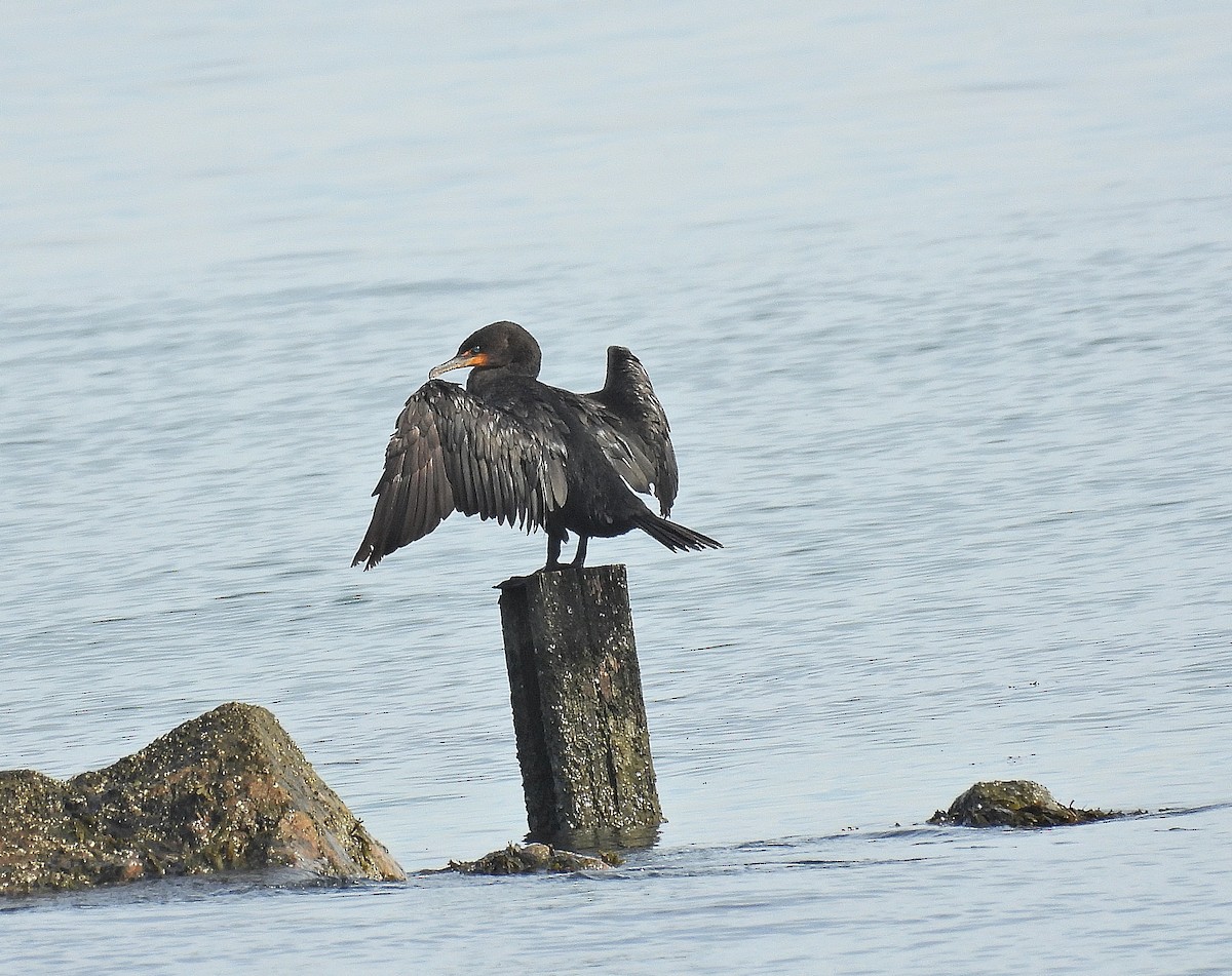 Double-crested Cormorant - ML642690252