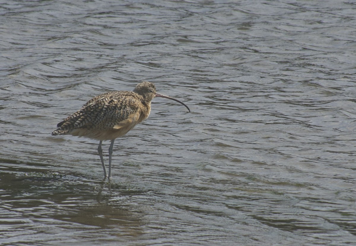 Long-billed Curlew - ML642690273