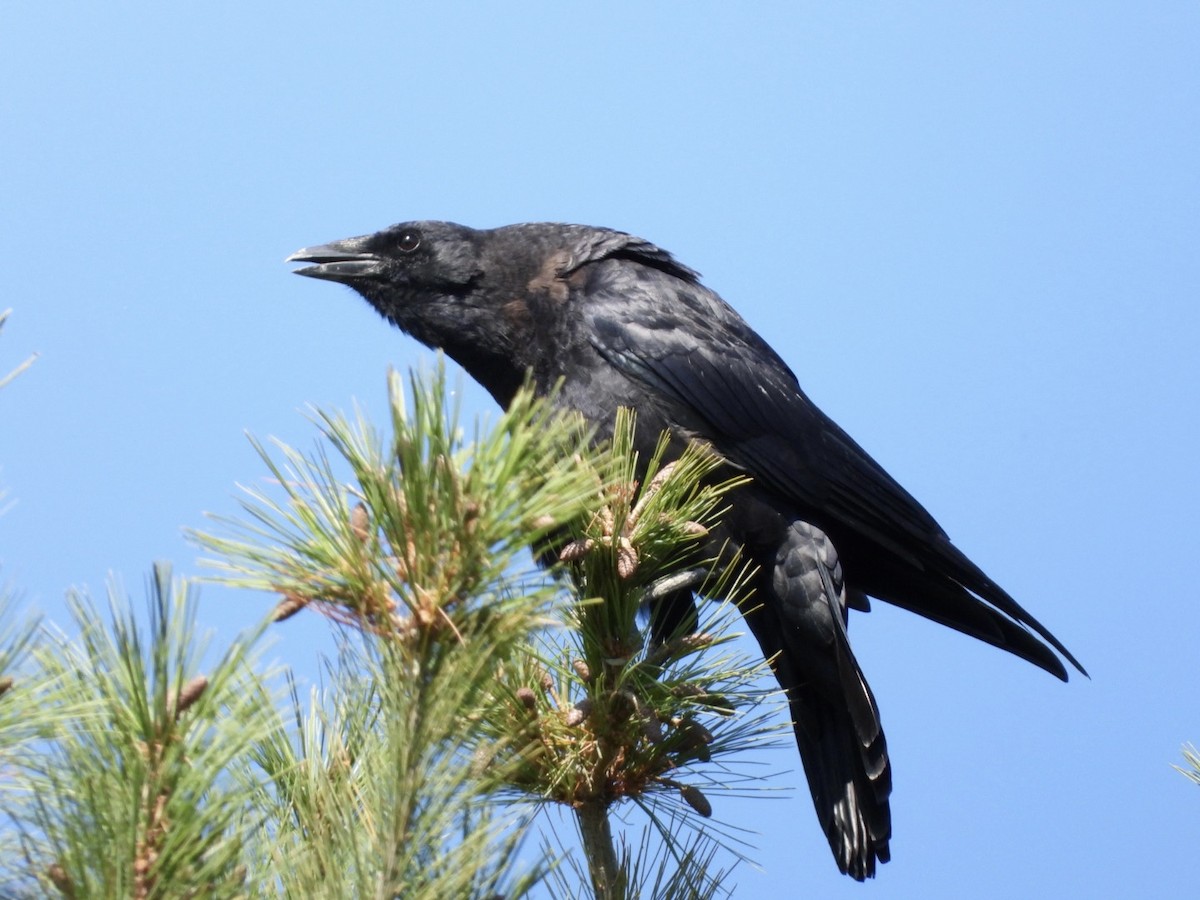American Crow - ML642690278