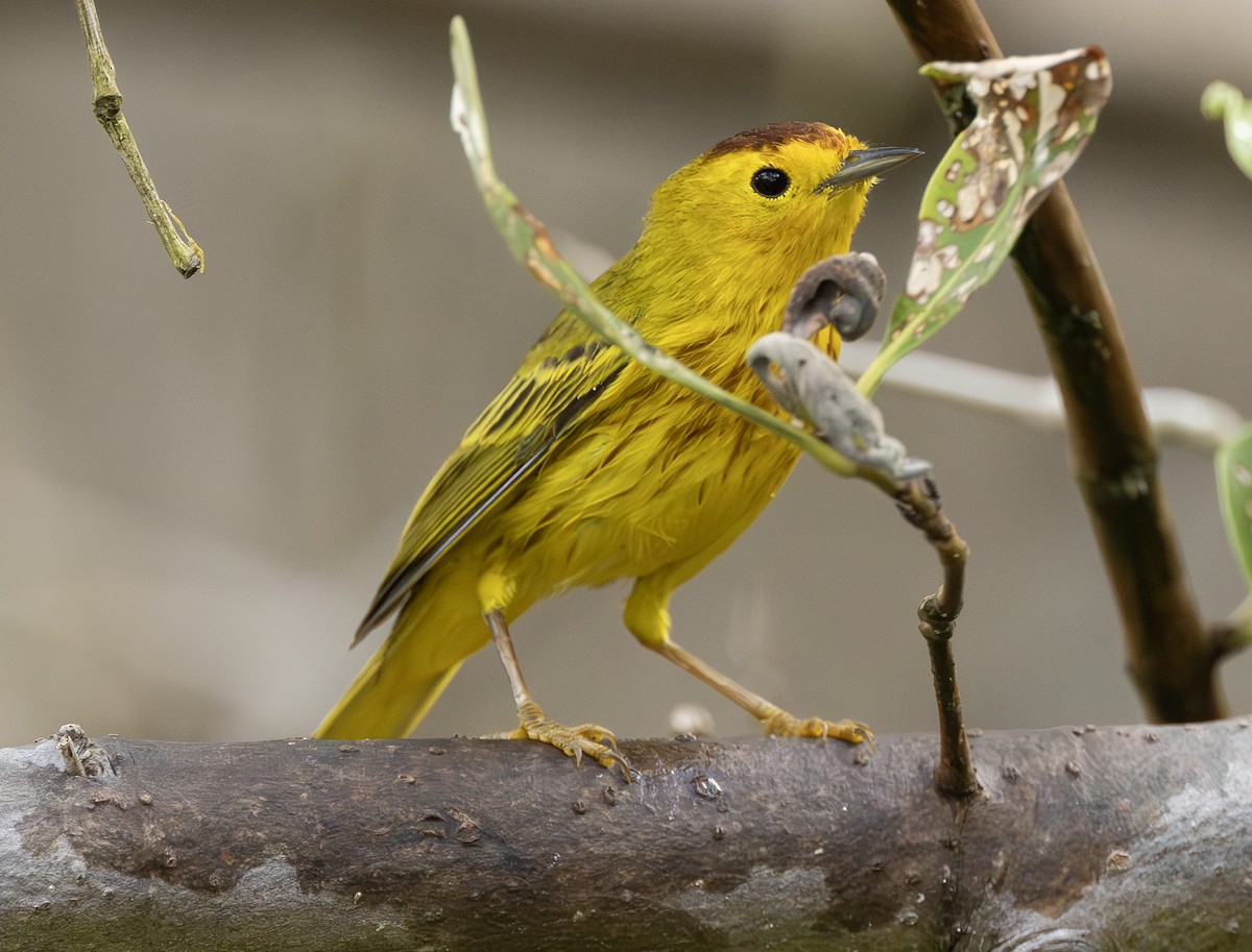 Paruline jaune (groupe petechia) - ML642690283