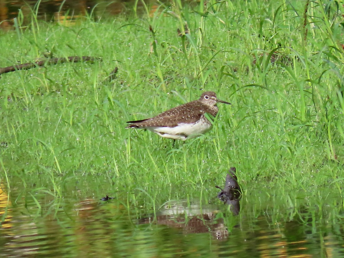 Solitary Sandpiper - ML642690285
